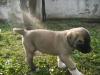 GOLDEN,SHAR-PİE,KANGAL,CANE CORSE,ALMAN KURDU,BOXER,ROOT YAVRULARI!