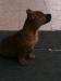 SAHİBİNDEN RETNOS RED PİTBULL
