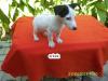 SATILIK JACK RUSEL TERRİER YAVRULARI