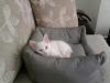 SATILIK ORJİNAL ANKARA KEDİSİ