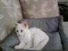 SATILIK ORJİNAL ANKARA KEDİSİ