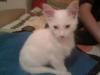 SATILIK ORJİNAL ANKARA KEDİSİ