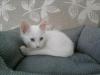 SATILIK ORJİNAL ANKARA KEDİSİ