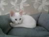 SATILIK ORJİNAL ANKARA KEDİSİ