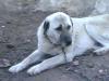 SATILIK SAFKAN KANGAL YAVRULARI