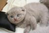 SCOTTISH FOLD YAVRU KEDİLER