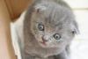 SCOTTISH FOLD YAVRU KEDİLER