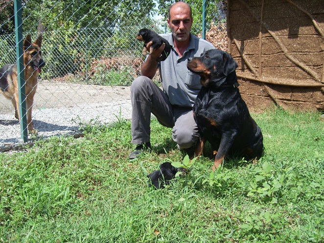 Satilik Orjinal Rottweiler Rotvaylir Rot Kopek Yavrulari Mugla Ilani 950 Tl Merkez Denizli Evcil Hayvanlar Ilanlari Hayvan Ilanlari Seri Ilanlar Ilanyeri Com